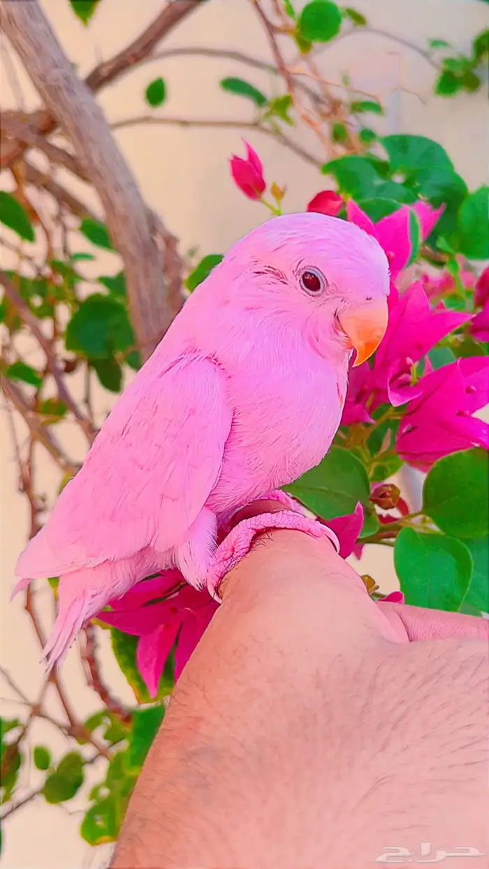 روز وردي اليف(( تم البيع )) تم تحويل عمولة الموقع 0