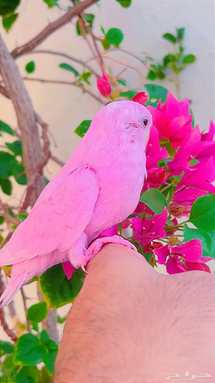 روز وردي اليف(( تم البيع )) تم تحويل عمولة الموقع 2