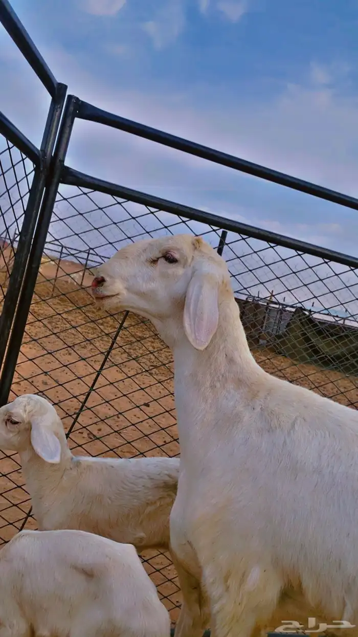 مشروع فحل 4
