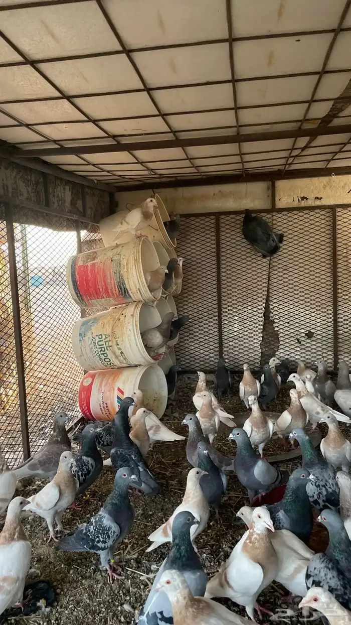 حمام زاجل 1