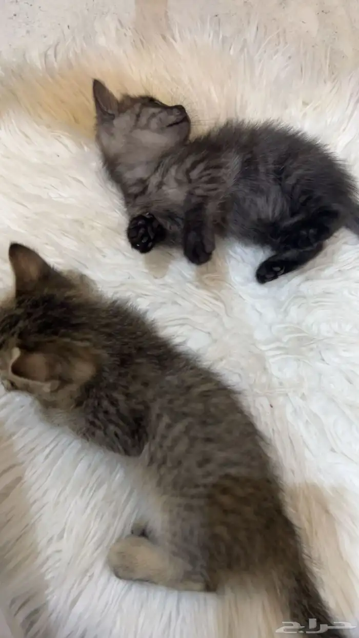 قطط للبيع 10