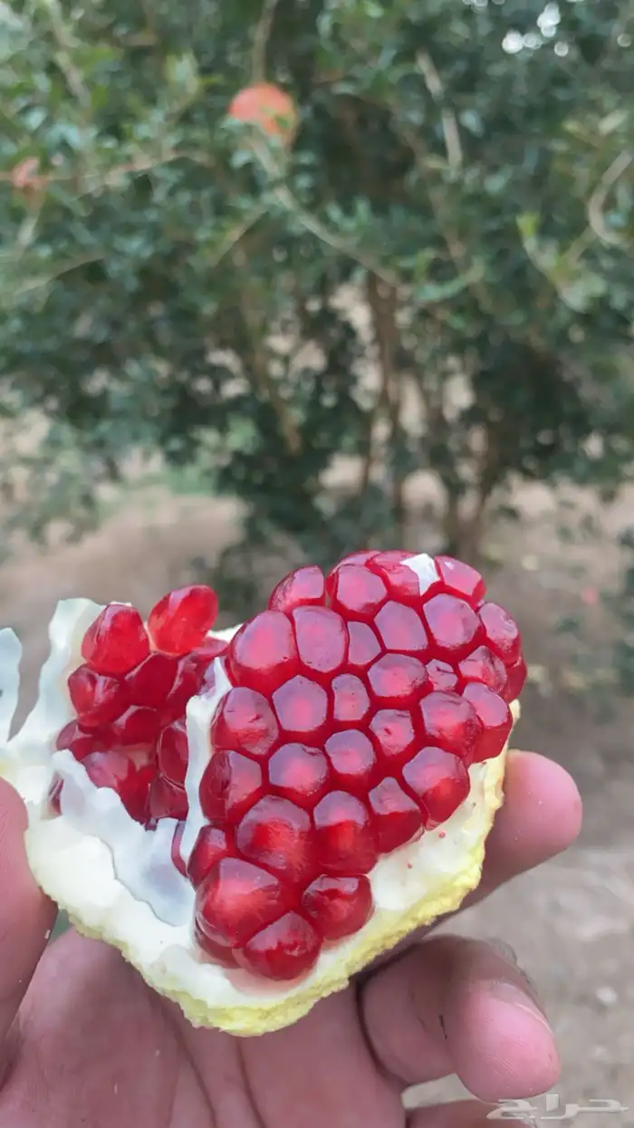 محصول مزرعتين رمان للبيع بجوف ال معمر 2
