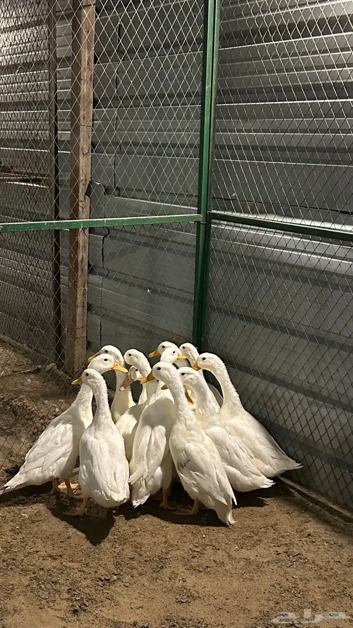 بط بكيني للبيع 2