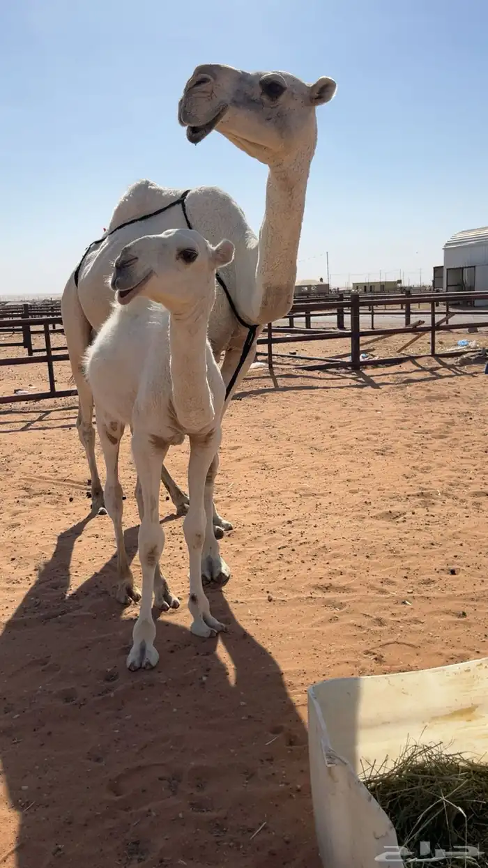 خلفه وضحى كفو 2