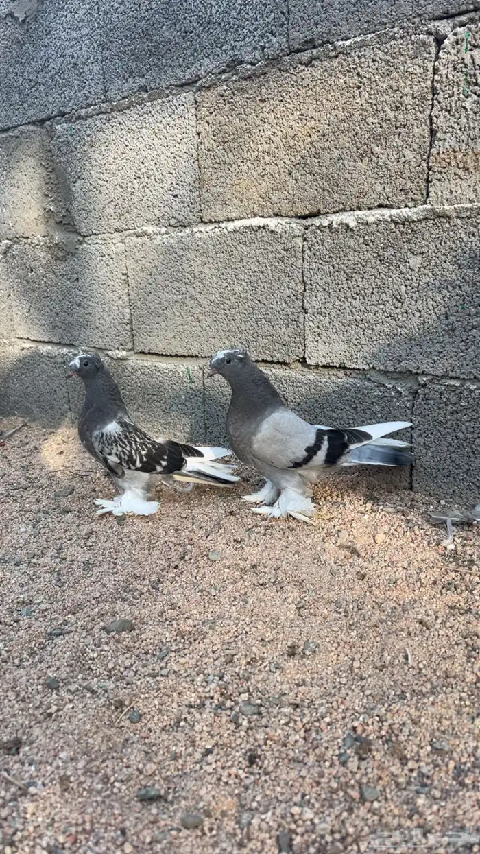 حمام تركي 1