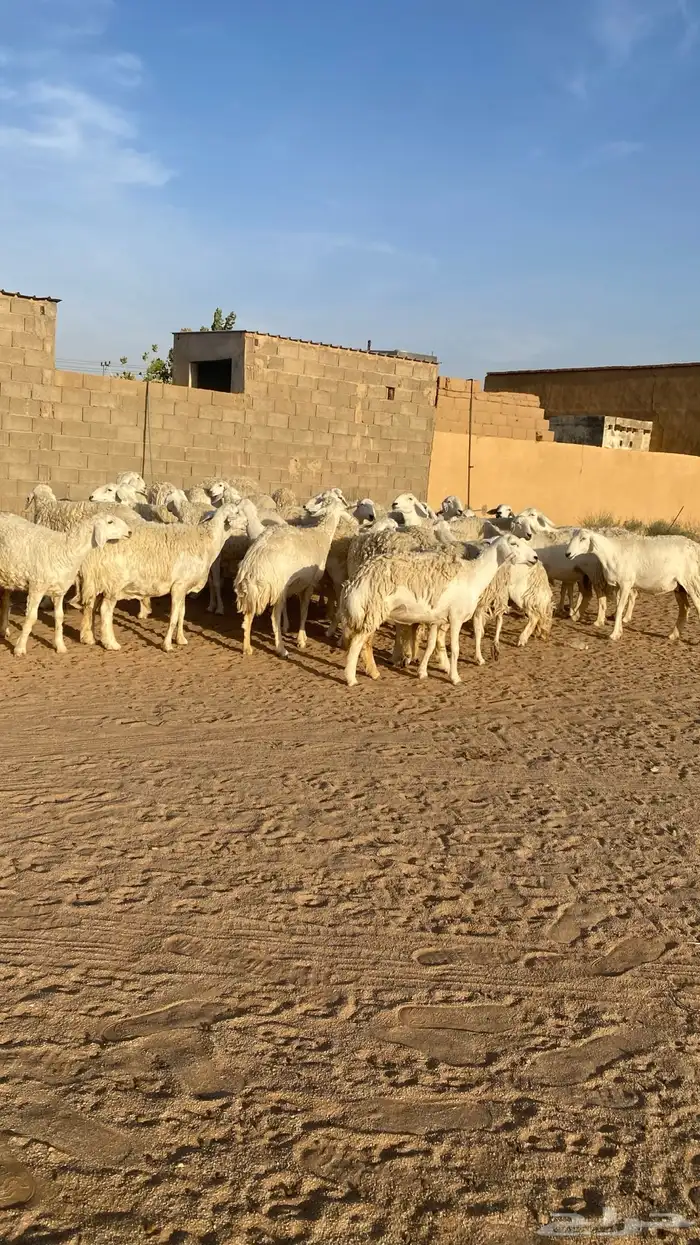 رخال حرش صنف الصنف 0