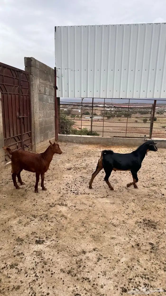 تيوس للبيع فل شحم 1