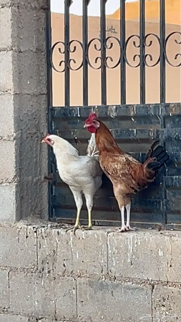 ديكين للبيع الصحه شرط العمر 3شهور 0