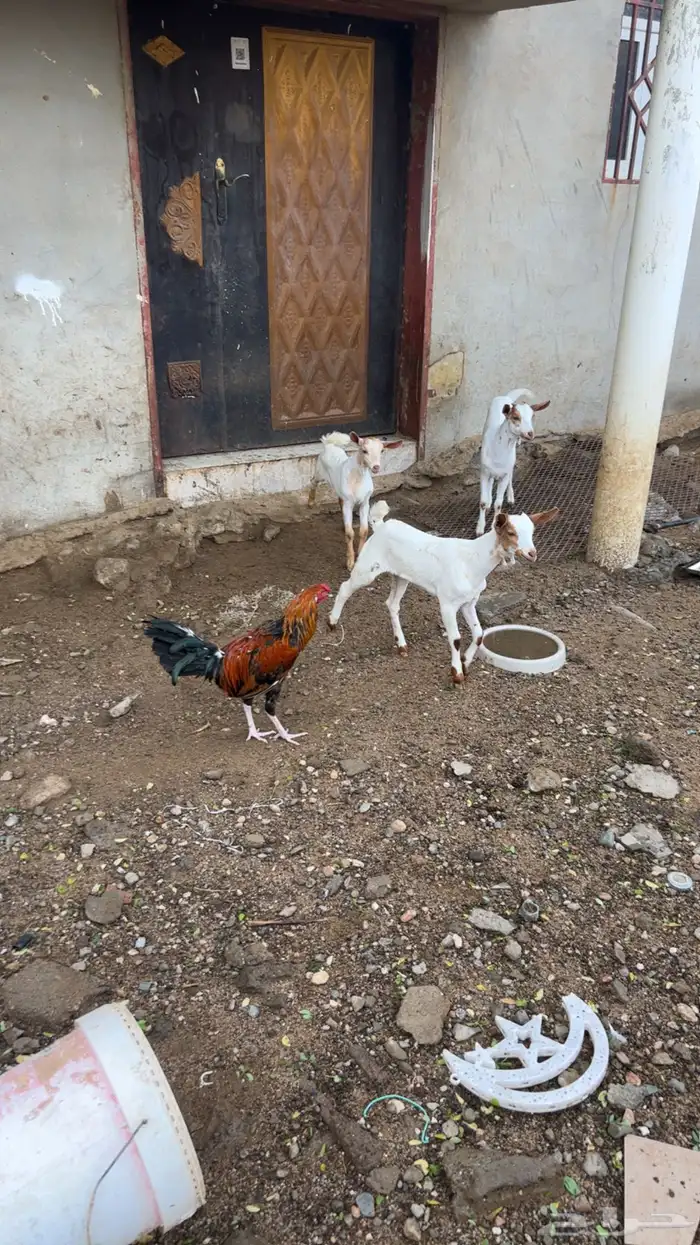 دجاج 0