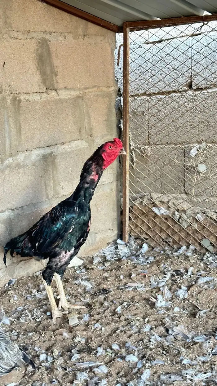للبيع ديك 1