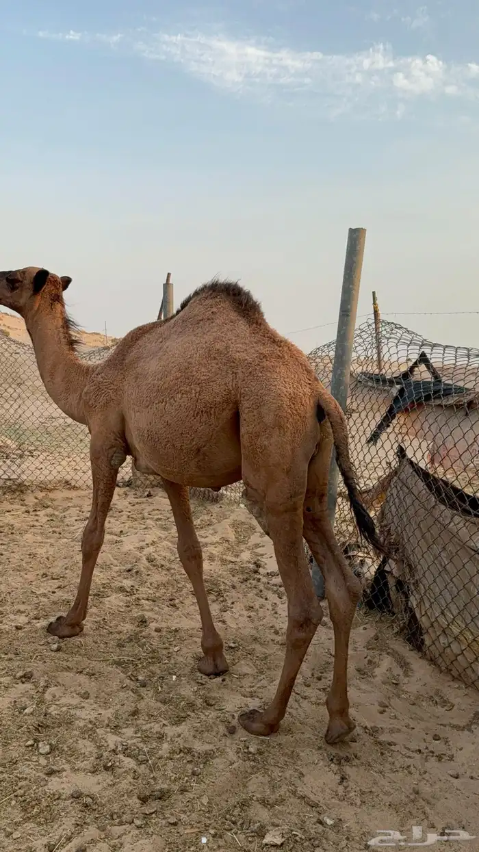 ثلاث قعدان فاخرة 1