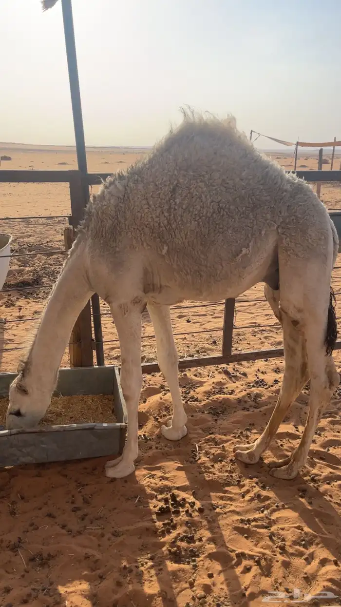 قعود شحم خمس شهور قصب اوض 0