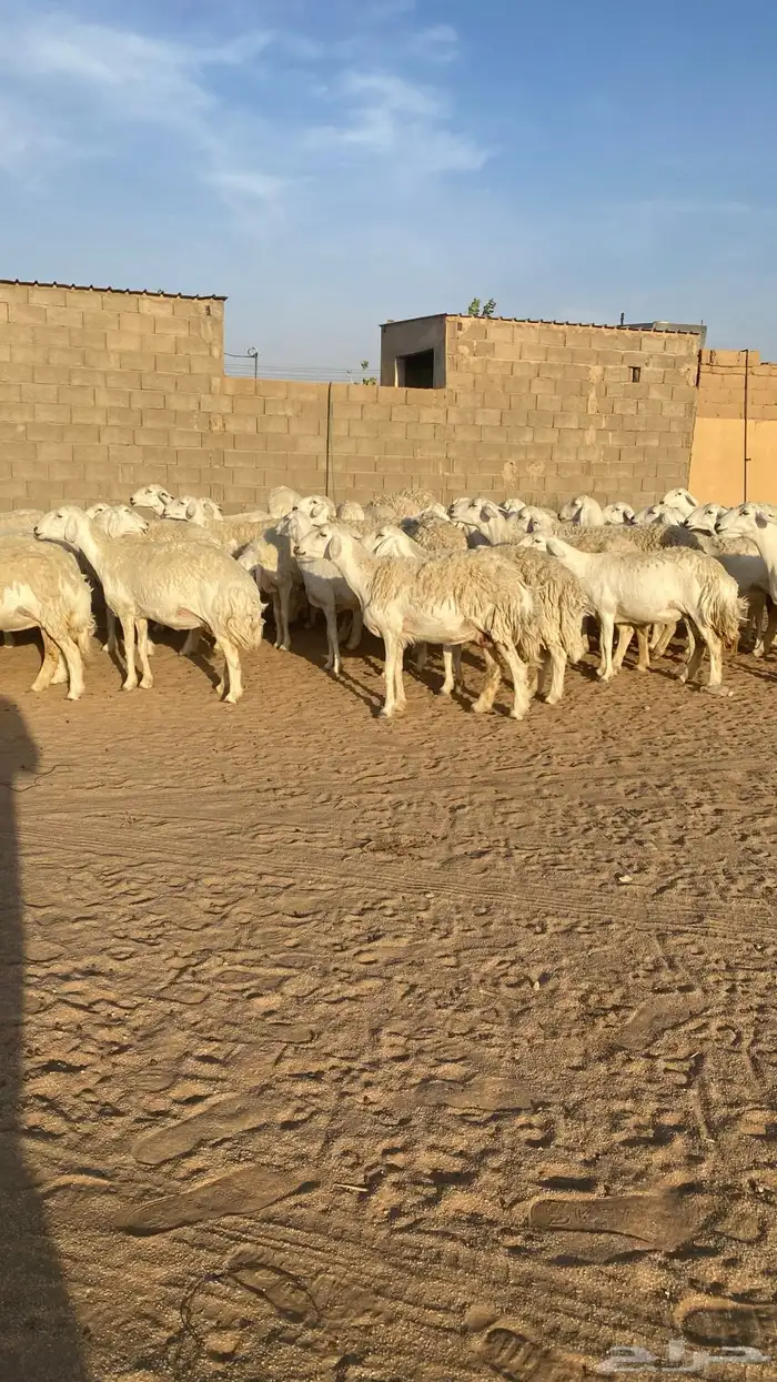 رخال حرش صنف الصنف 3