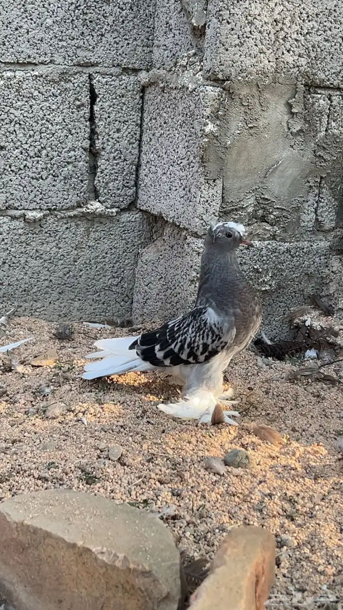 حمام تركي 2