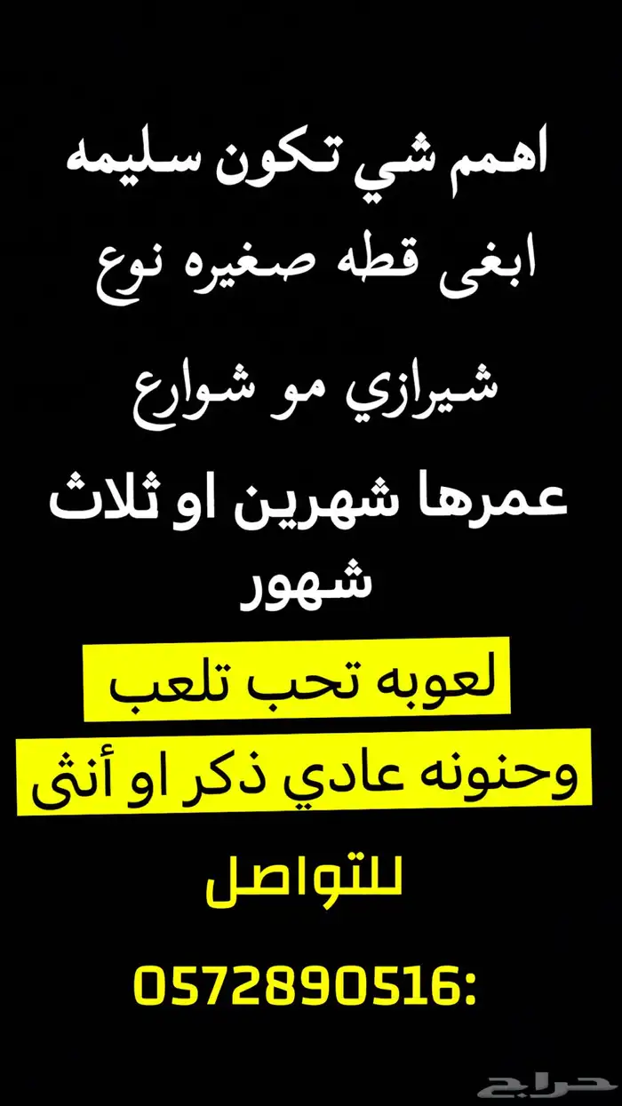ابغى قطه او قط سليمه اهم شي للتبني مو بلدي وصغيره 1
