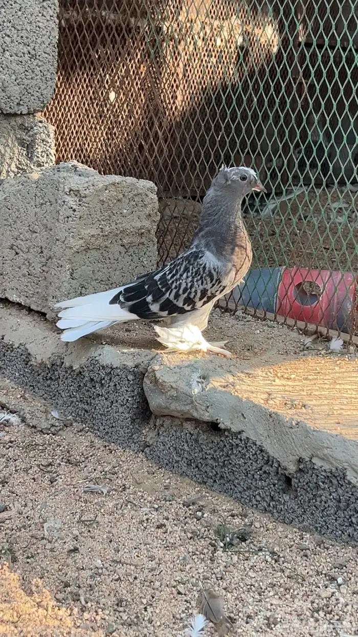 حمام تركي 3
