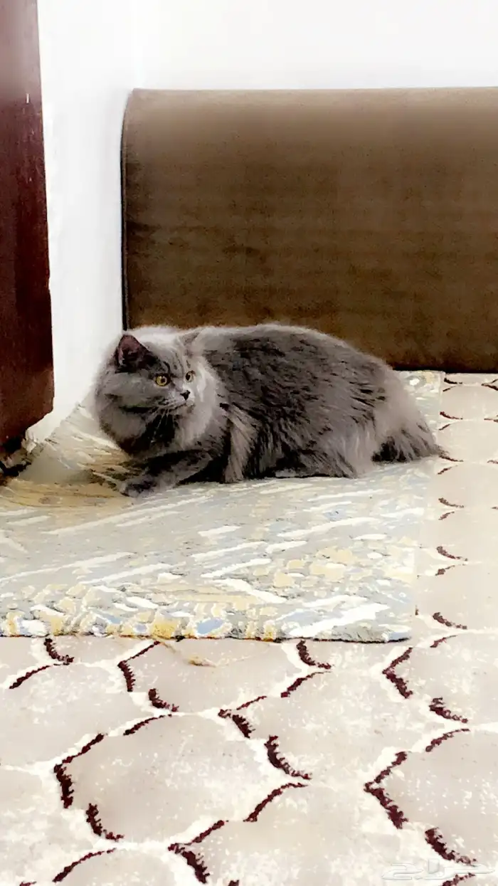 قط شيرازي العمر حول 6 شهور 0
