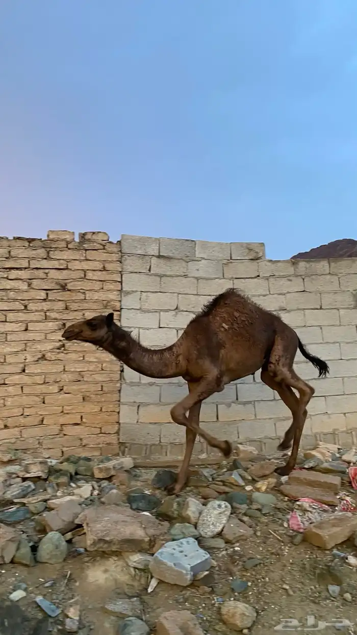 ثلاث نياق مهاجيم للبيع 7