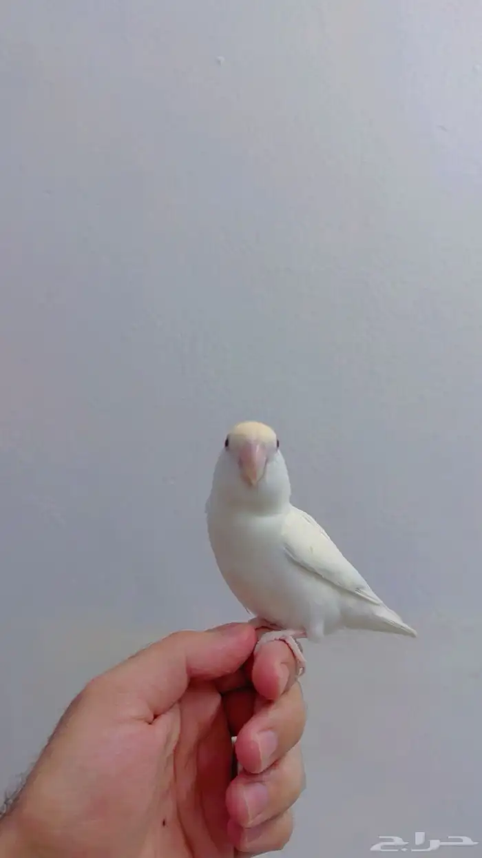 روز للبيع 1