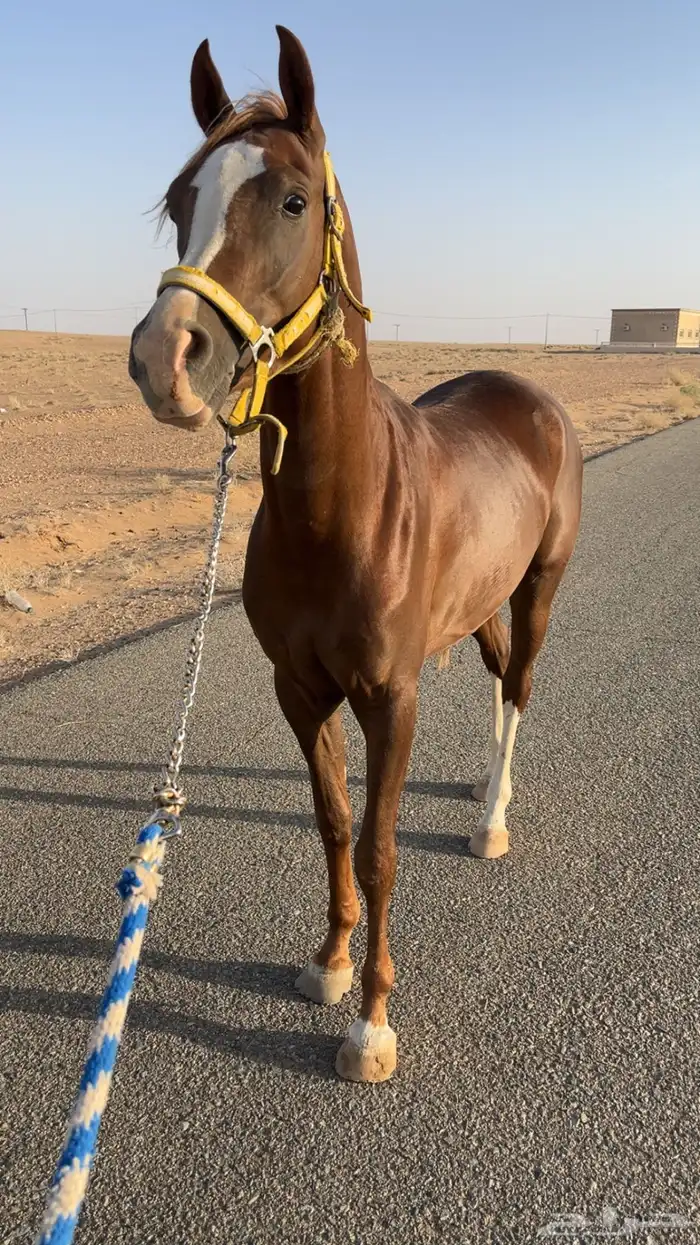 مهر شعبي فاخر 5