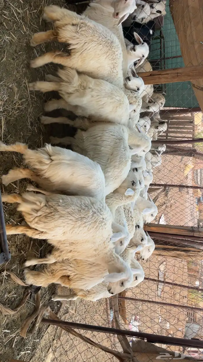 رخال مقاني طيبات (تم البيع) 4