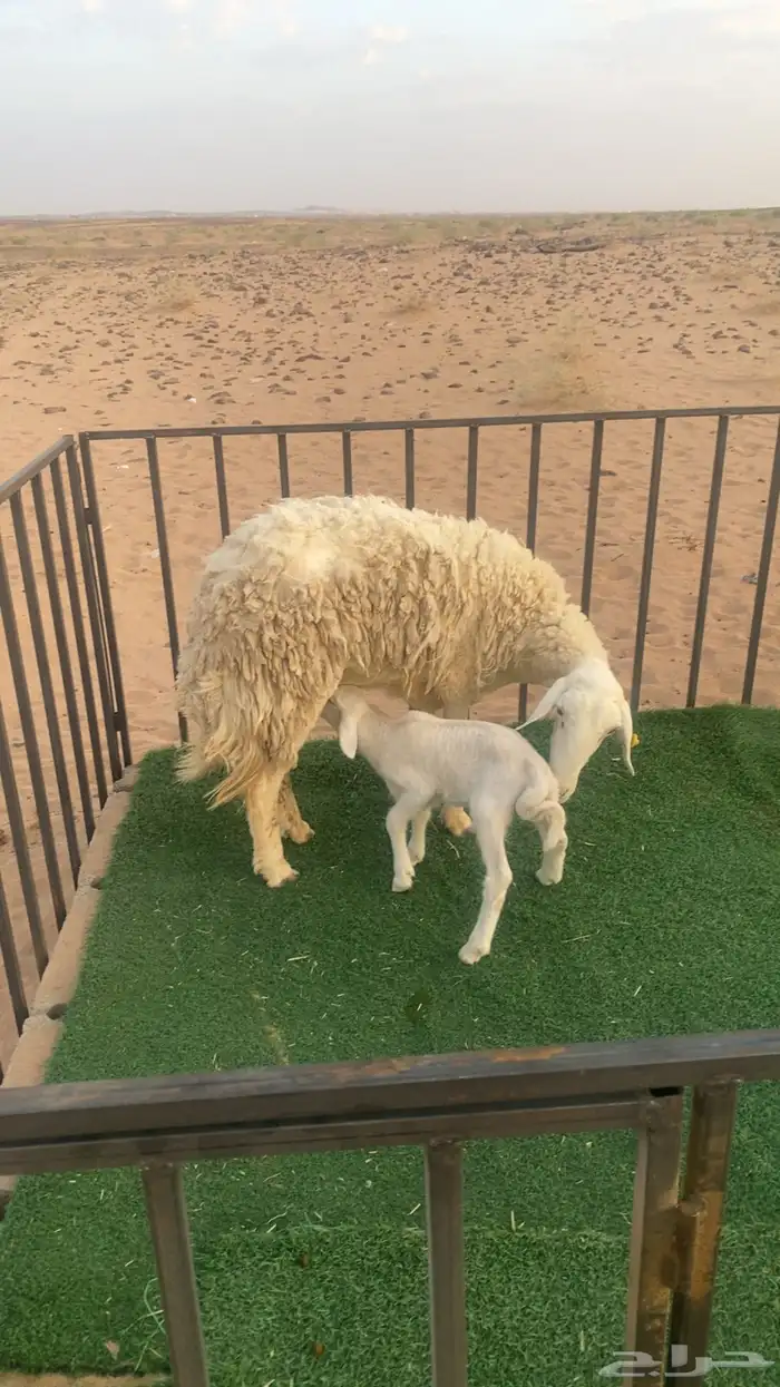 تم البيع 0