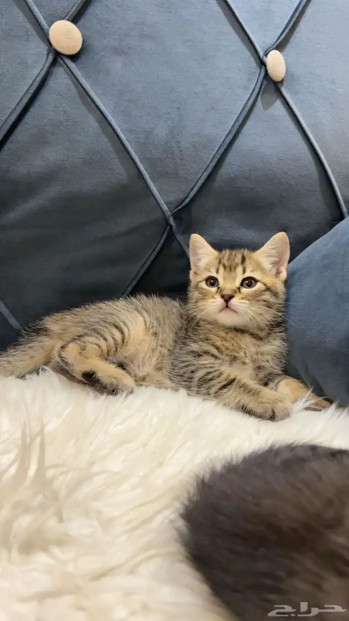 قطط للبيع 8