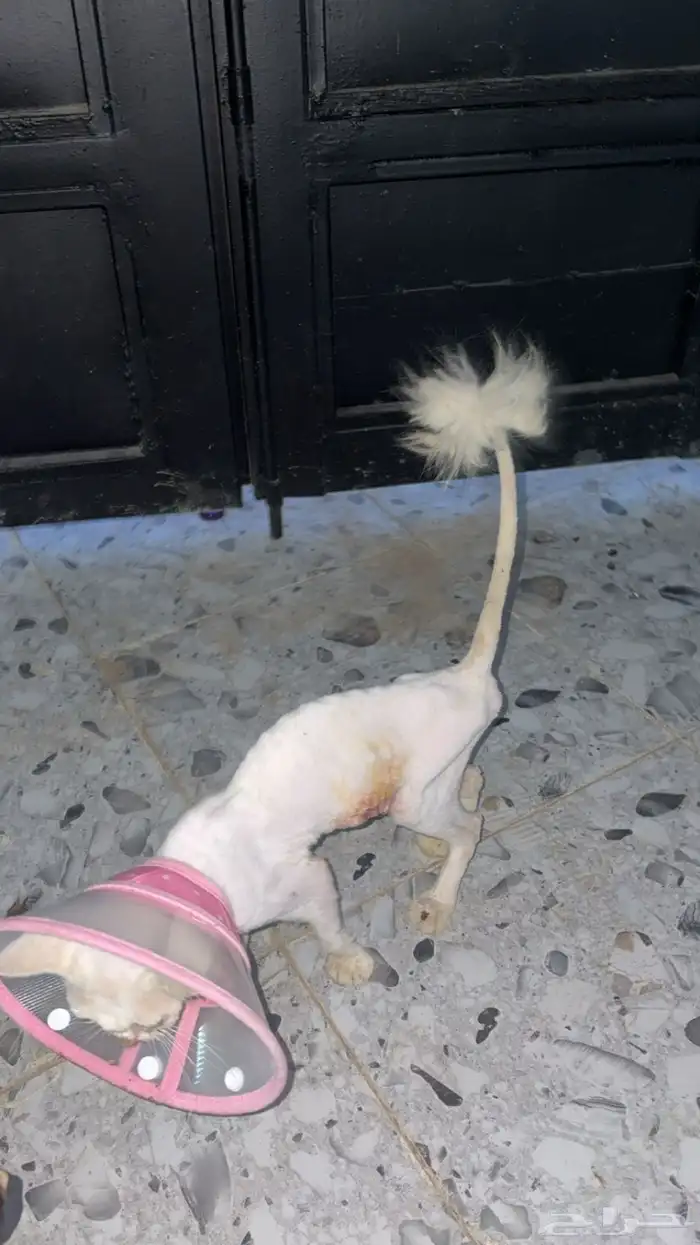 قطه تم انقاذها للتبني. 1