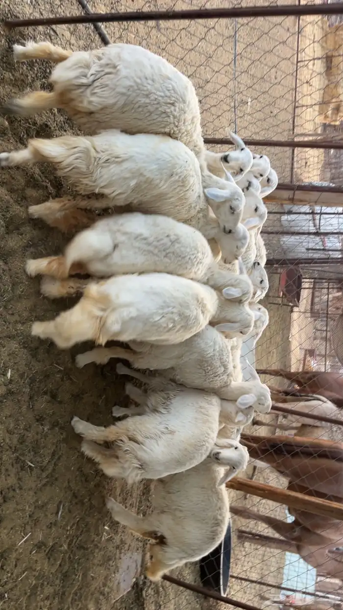 رخال مقاني طيبات (تم البيع) 1