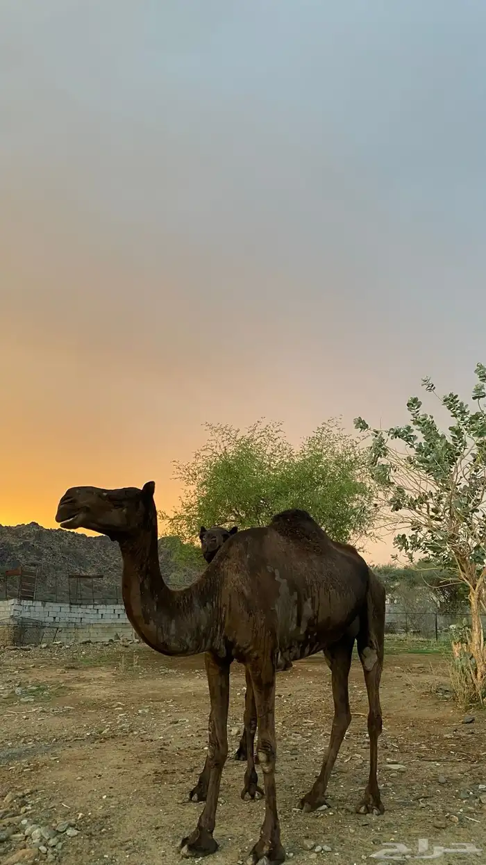 ثلاث نياق مهاجيم للبيع 4