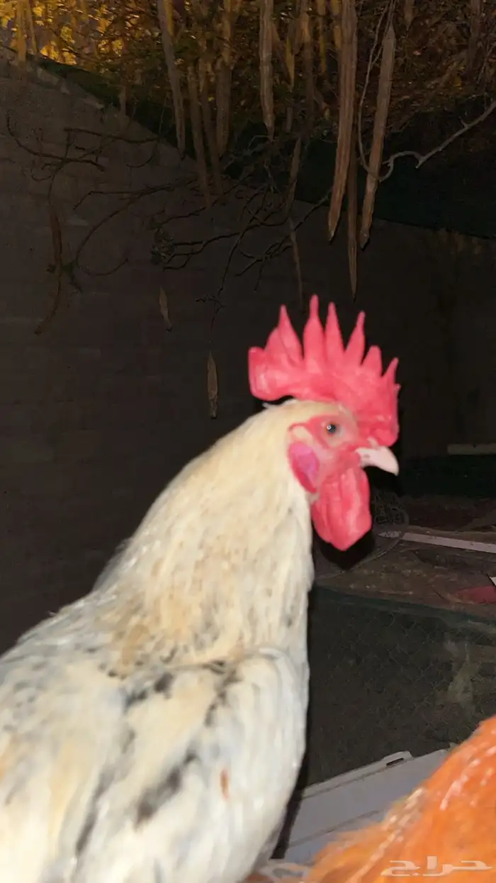 ديك بلدي و ديك بكستاني مهجن 0