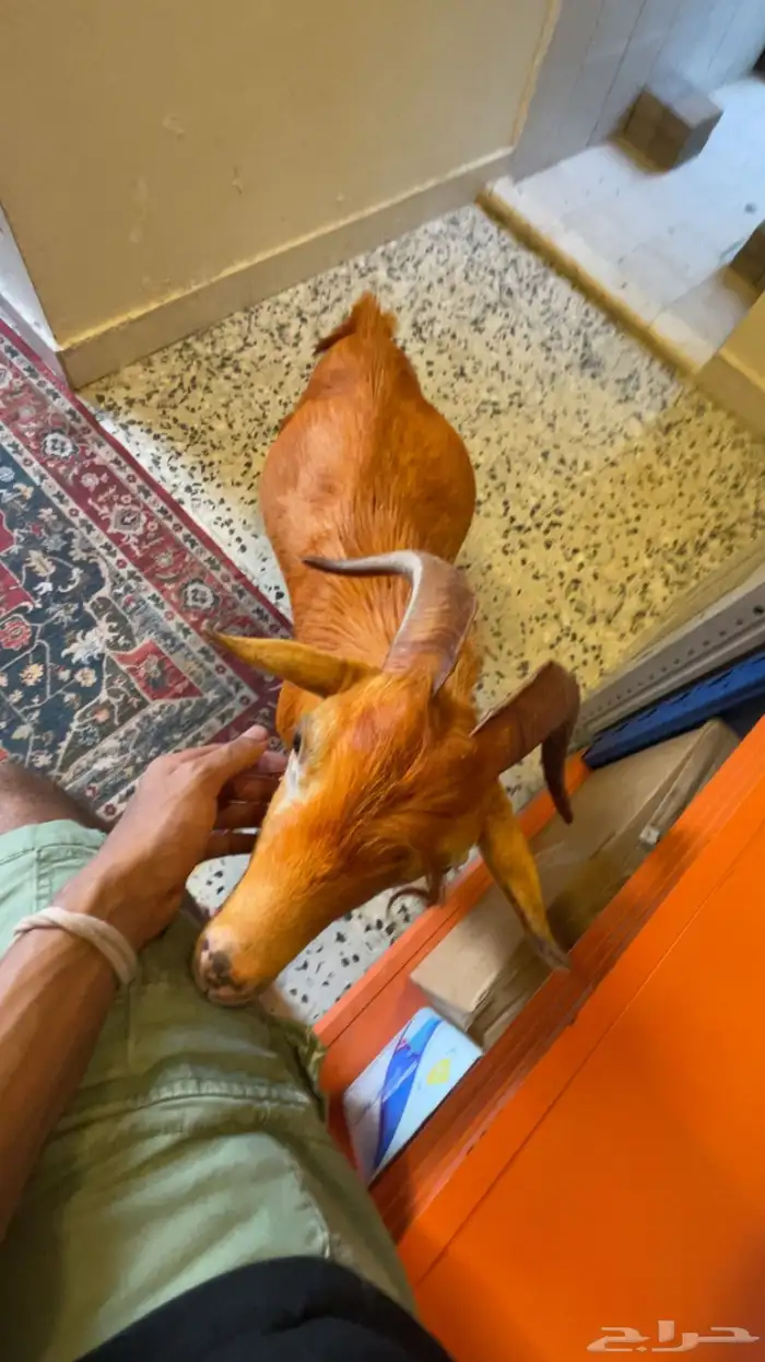 للبيع تيس قزم 6