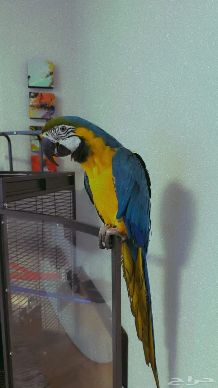 ببغاء مكاو للبيع  Macaw For sale 3