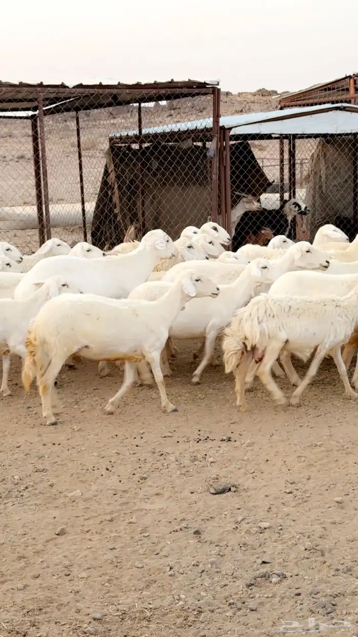 رخال دفيع مقربات مراح واحد ونظافه شرط بفحولها 2 9