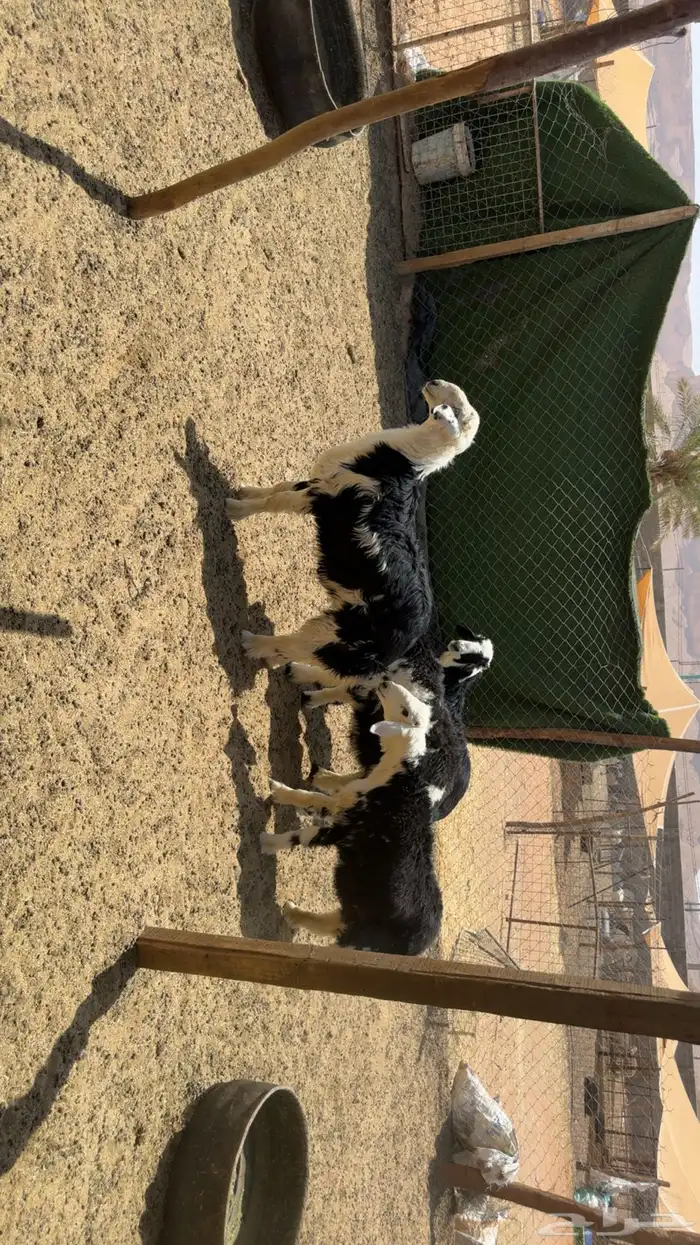 طليان نجد 0