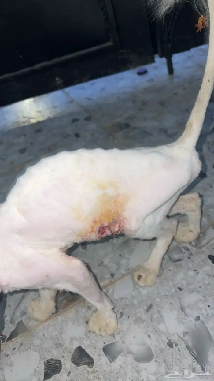 قطه تم انقاذها للتبني. 2