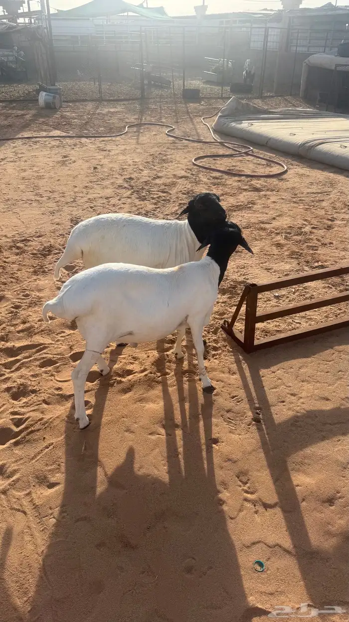 ساكني بربري حري نعيمي 0