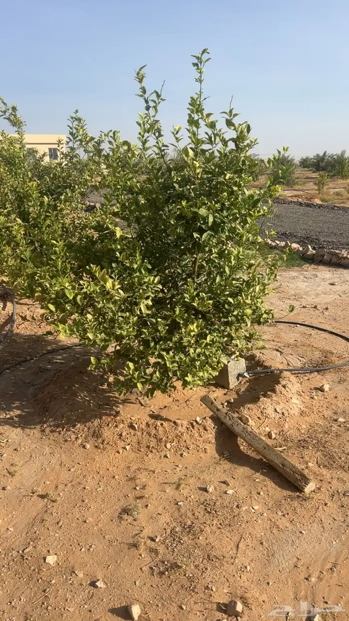 اشجار برتقال 1