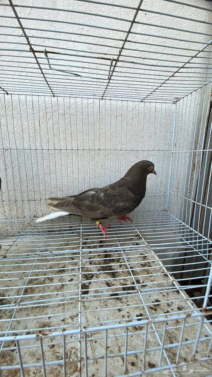 حمام قطايف 8