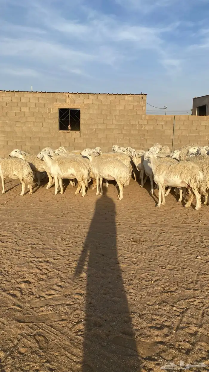 رخال حرش صنف الصنف 6
