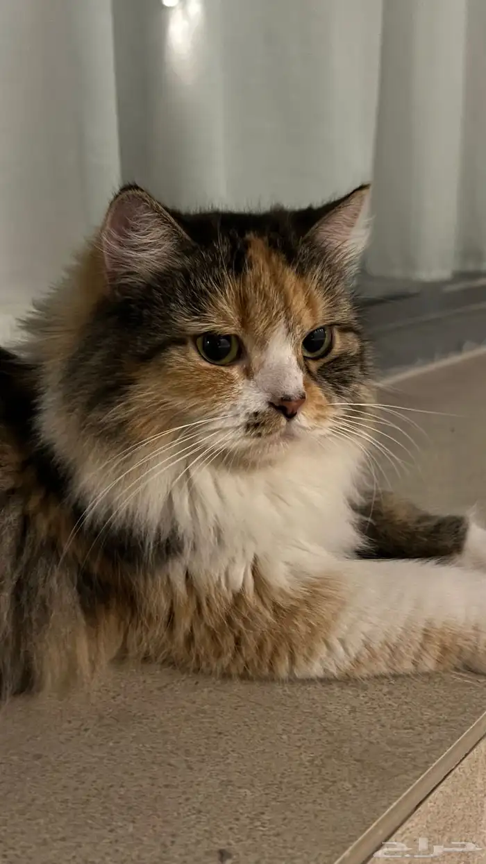 قطة شيرازية للتبني 1