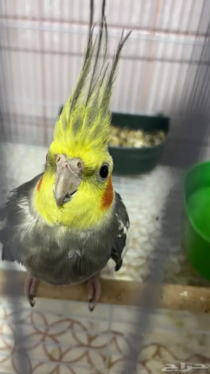 عصفور كروان 1