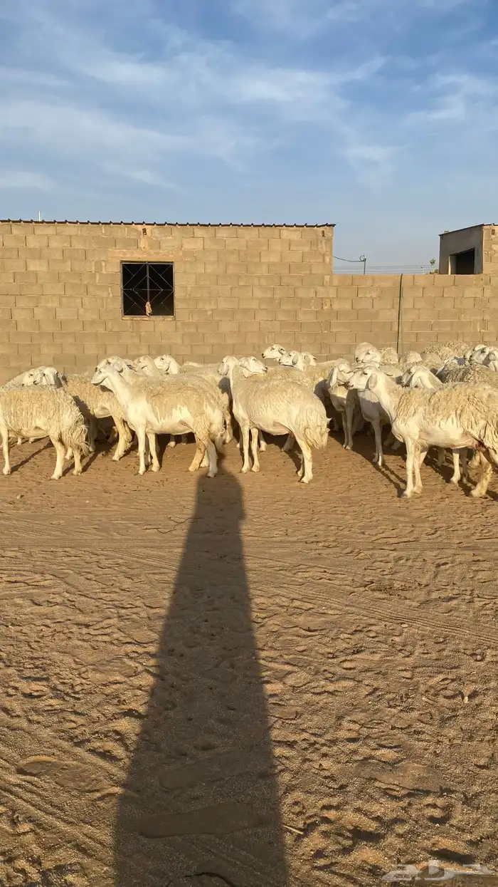 رخال حرش صنف الصنف 5