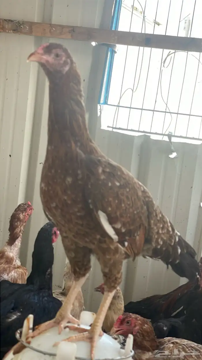 دجاج باكستاني شرورة 12