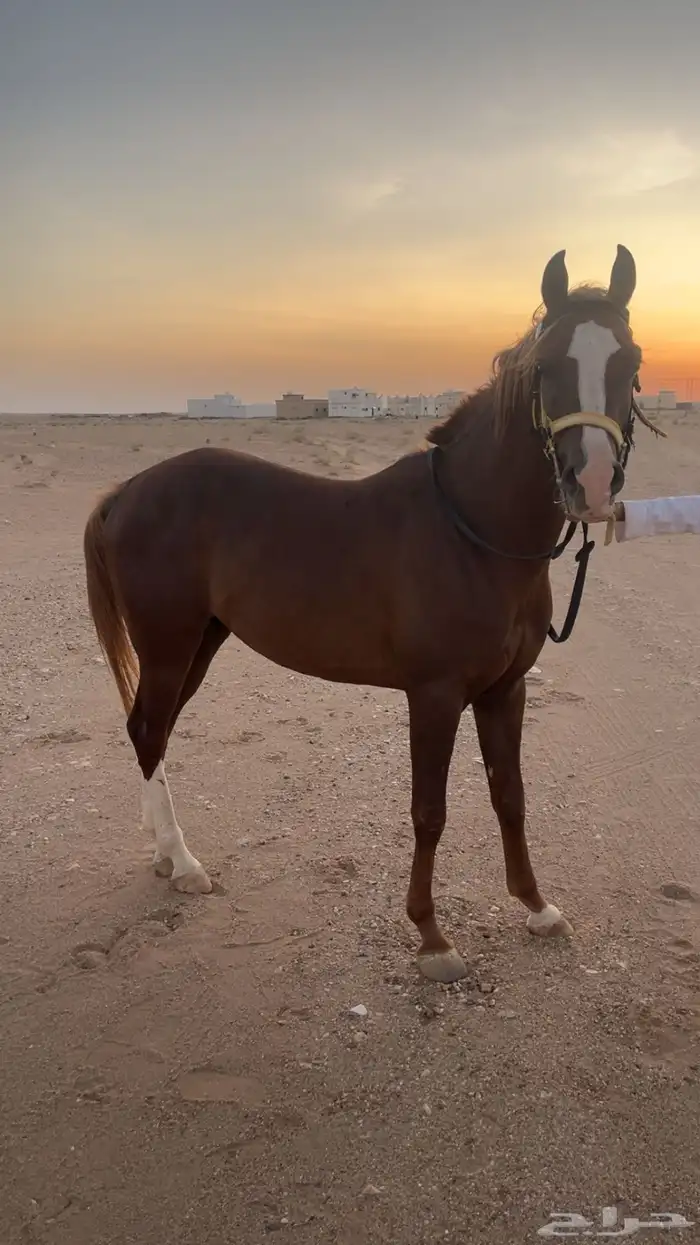 مهر شعبي فاخر 0