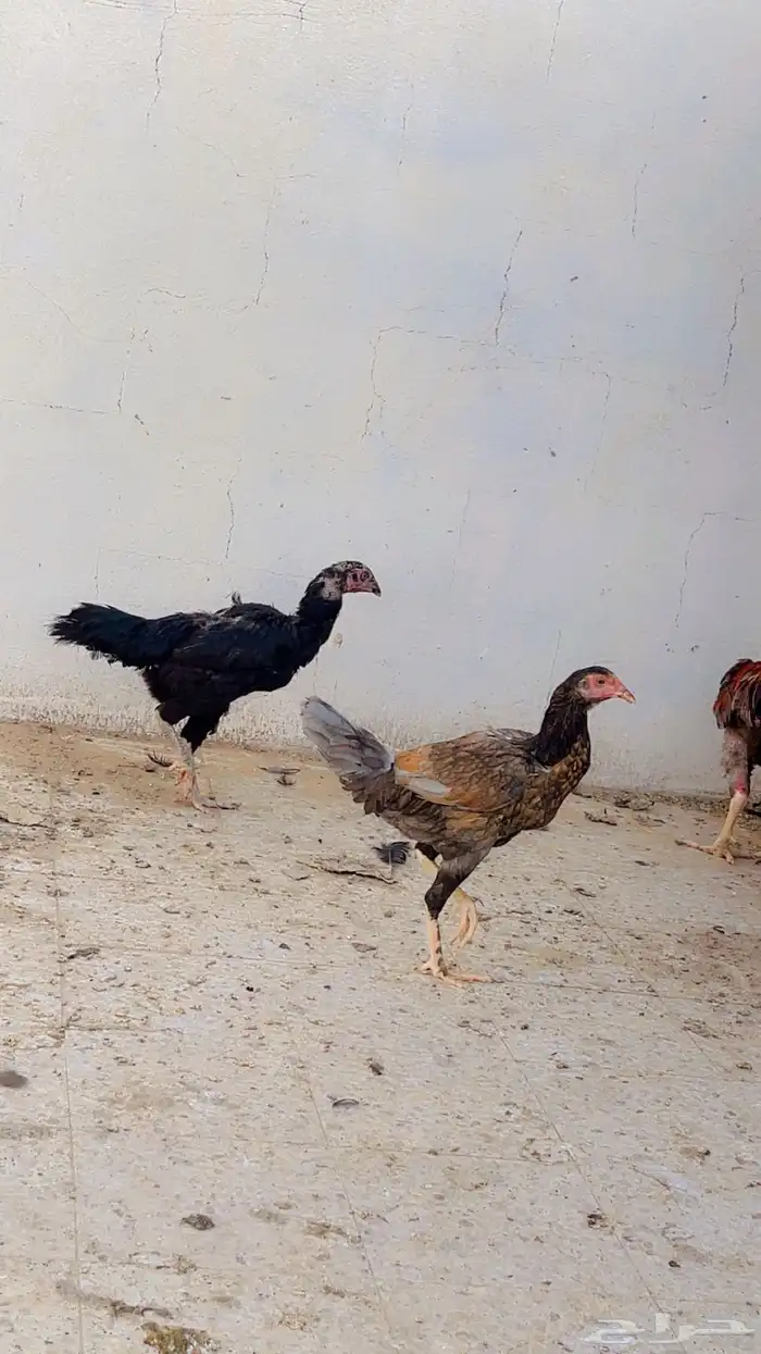 دجاج باكستاني شرورة 5