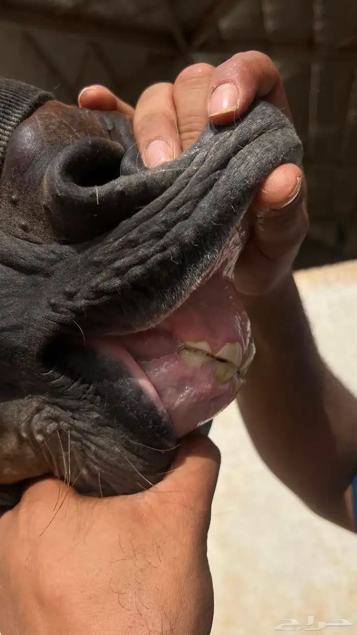 للبيع مهره واهو بنت كنز الفارس 3