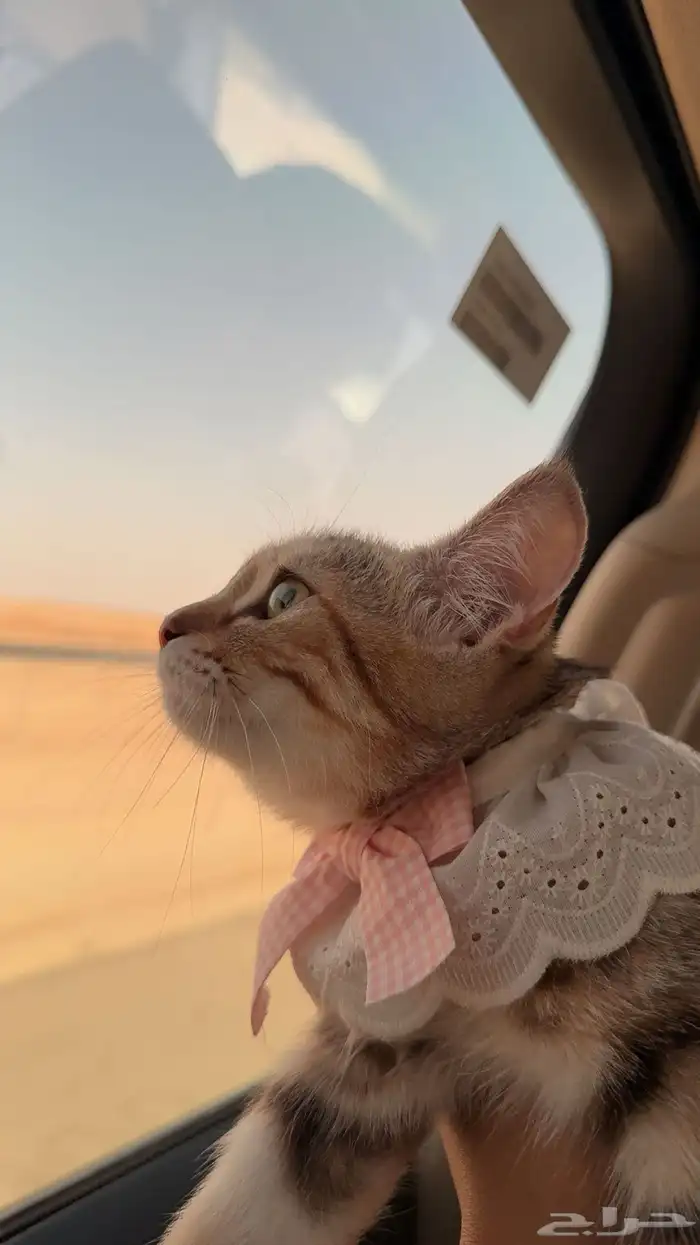 قطه للبيع 1
