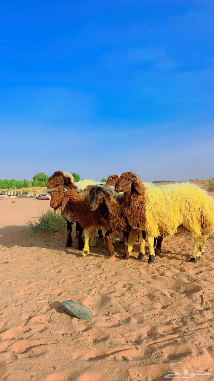 ذبايح نعيم مغلقه جذعان 0