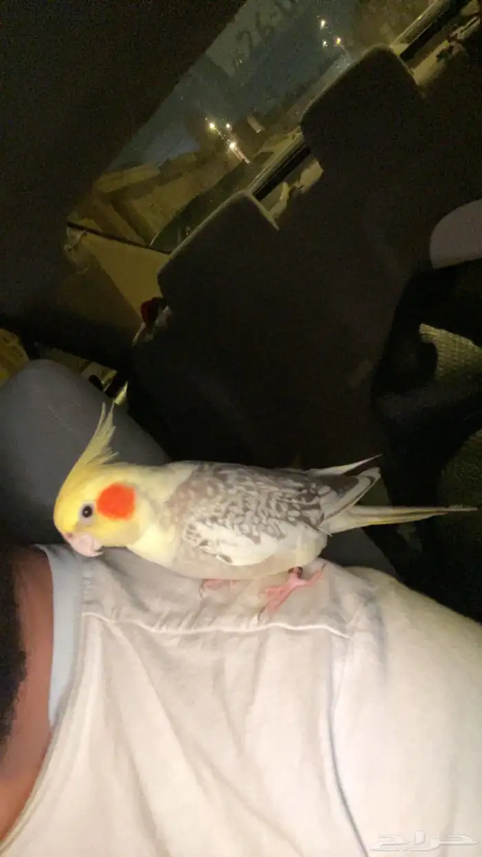 للبيع طير روز وكروان 5